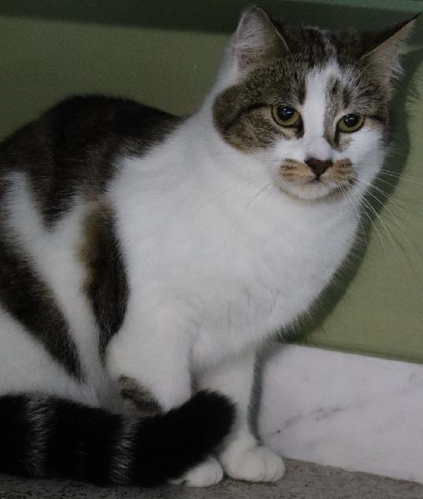 Nicole, giovane gattina (del 2023) Foto 8